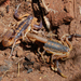 Highveld Lesser-Thicktail Scorpion - Photo (c) Ryanvanhuyssteen, some rights reserved (CC BY-SA)