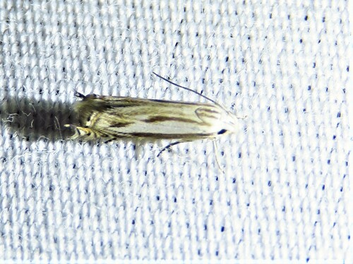 Polyhymno acaciella photo 3