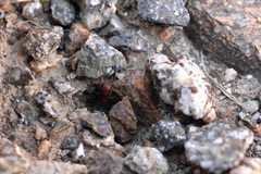 Pogonomyrmex anzensis