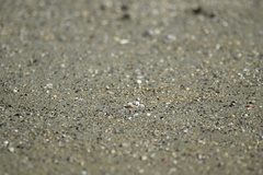 Leptuca terpsichores