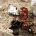 Pogonomyrmex anzensis - Photo (c) D. L. Quinn, some rights reserved (CC BY-NC), uploaded by D. L. Quinn