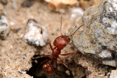 Pogonomyrmex anzensis