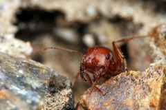 Pogonomyrmex anzensis
