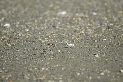 Leptuca terpsichores