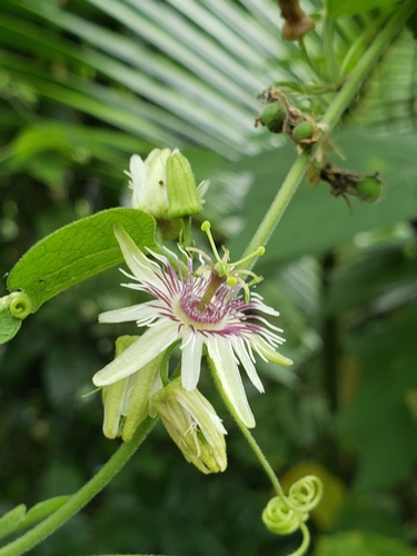 Image of Passiflora sexflora by (c) Dan Killam, some rights reserved (CC BY)