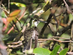 Lampornis viridipallens