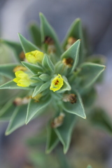 Mohavea breviflora