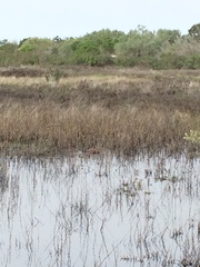 Spatula cyanoptera