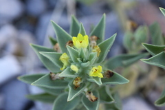 Mohavea breviflora