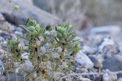 Mohavea breviflora