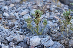 Mohavea breviflora