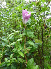 Calystegia sepium roseata
