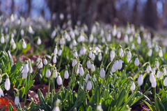 Galanthus plicatus