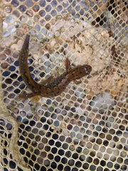 Desmognathus planiceps