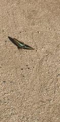 Graphium sarpedon nipponum