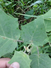 Solanum pseudolulo