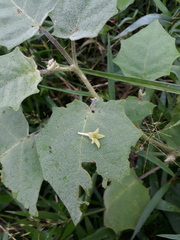 Solanum pseudolulo