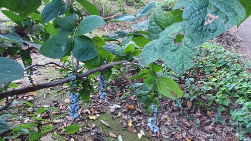 Vaccinium ciliatum iNat (2)