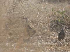 Pternistis clappertoni