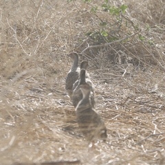 Pternistis clappertoni