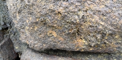 Sesarmidae