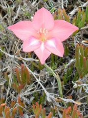 Gladiolus carmineus