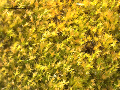 Bryum klinggraeffii