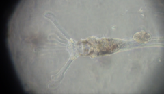 Collotheca