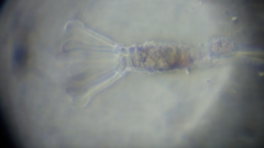 Collotheca