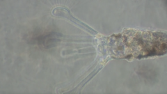 Collotheca
