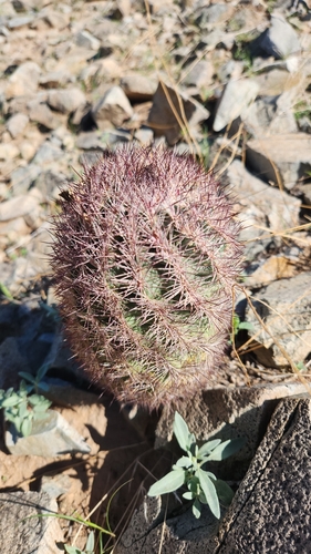 Echinocereus dasyacanthus