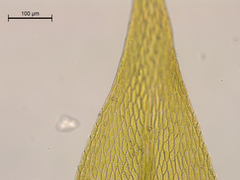 Brachythecium acuminatum
