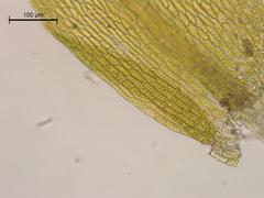 Brachythecium acuminatum