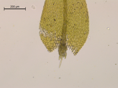 Brachythecium acuminatum