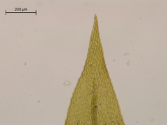 Brachythecium acuminatum