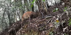 Cervus nippon