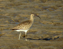 Numenius phaeopus variegatus