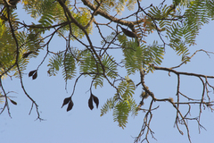 Brachystegia longifolia