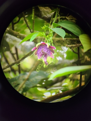 Image of Passiflora quadrangularis by (c) Jo Roberts, some rights reserved (CC BY)