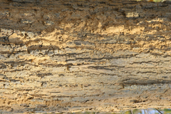 Brachystegia longifolia