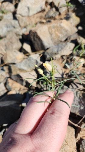 Talinum lineare