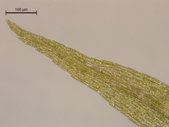 Bryum klinggraeffii