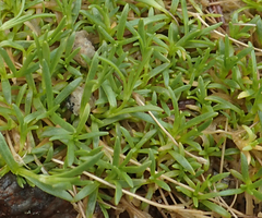 Mononeuria groenlandica