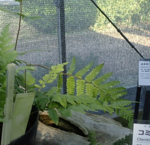 Thelypteris flexilis iNat (1)