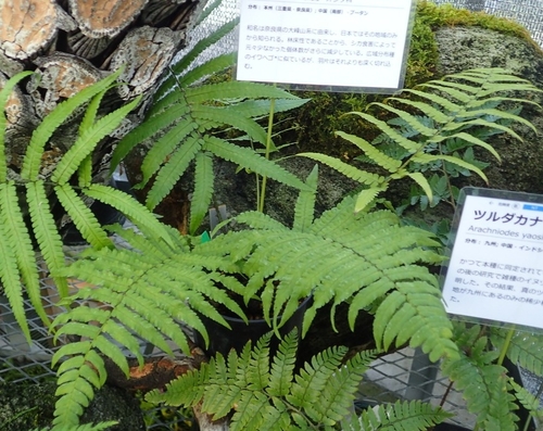Dryopteris lunanensis iNat (1)