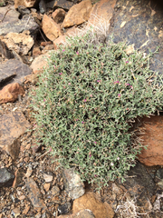 Polygala mascatensis