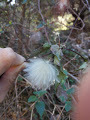 Magnoliopsida