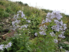 Campanula lactiflora