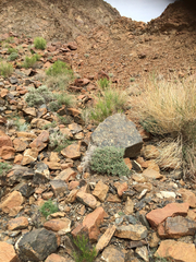 Polygala mascatensis