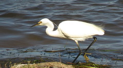 Egretta garzetta nigripes